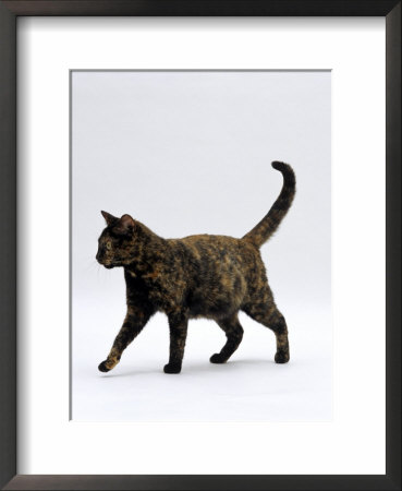 Domestic Cat, One-Year Dark Tortoiseshell Shorthair Cat by Jane Burton Pricing Limited Edition Print image