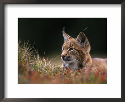 Young European Lynx Waking Up Among Bilberry Plants, Sumava National Park, Bohemia, Czech Republic by Niall Benvie Pricing Limited Edition Print image