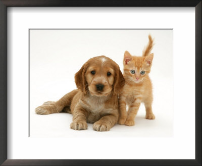 Golden Cocker Spaniel Puppy With British Shorthair Red Tabby Kitten by Jane Burton Pricing Limited Edition Print image