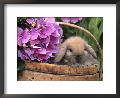 Baby Holland Lop Eared Rabbit In Basket, Usa by Lynn M. Stone Pricing Limited Edition Print image