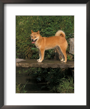 Shiba Inu Standing On A Bridge by Adriano Bacchella Pricing Limited Edition Print image