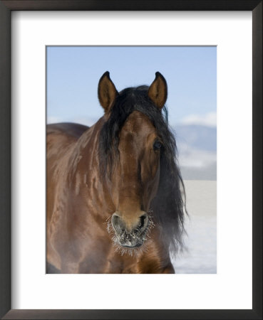 Bay Andalusian Stallion, With Hairs On Nose Frozen, Longmont, Colorado, Usa by Carol Walker Pricing Limited Edition Print image