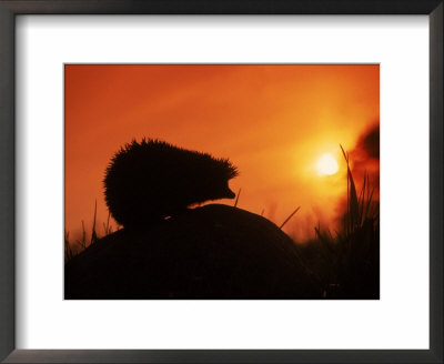 Hedgehog (Erinaceus Europaeus) Silhouette At Sunset, Poland, Europe by Artur Tabor Pricing Limited Edition Print image