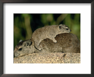 Rock Hyrax With Young On Back, Serengeti, Tanzania, East Africa by Anup Shah Pricing Limited Edition Print image