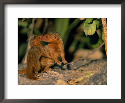 Dwarf Mongoose With Baby, Serengeti, Tanzania, East Africa by Anup Shah Pricing Limited Edition Print image