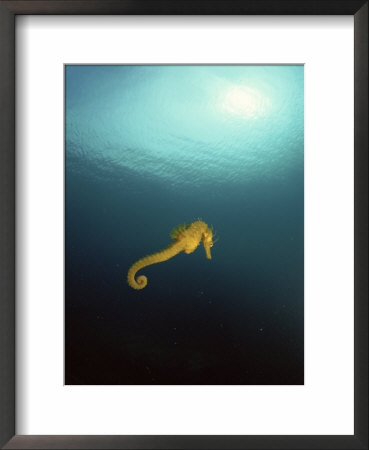 Yellow Seahorse Against Sunlight, Mediterranean Sea by Jurgen Freund Pricing Limited Edition Print image