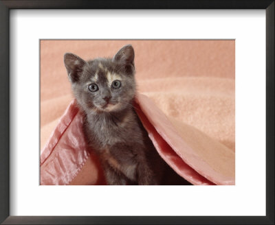 Domestic Cat, Blue Cream Kitten, In A Pink Blanket, Bedroom by Jane Burton Pricing Limited Edition Print image