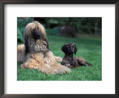Domestic Dogs, Afghan Hound Lying On Grass With Puppy by Adriano Bacchella Pricing Limited Edition Print image