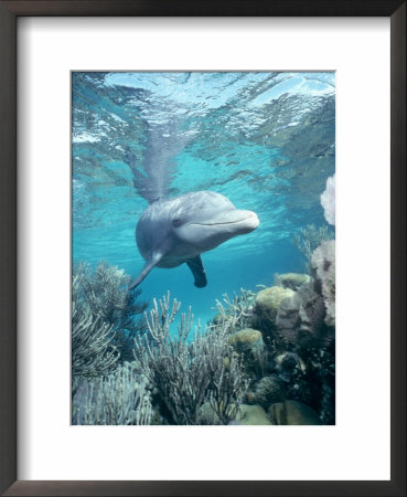 Wild Sociable Bottlenose Dolphin Above Coral Reef, Belize by Doug Perrine Pricing Limited Edition Print image