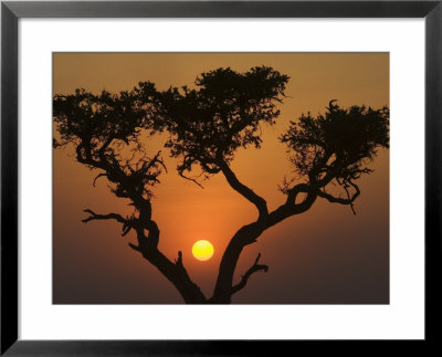 Sunset With An Acacia, Masai Mara National Reserve, Kenya, East Africa, Africa by James Hager Pricing Limited Edition Print image