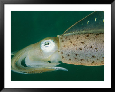 Close View Of A Caribbean Reef Squid by Brian J. Skerry Pricing Limited Edition Print image
