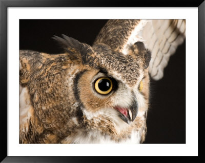 Portrait Of A Great Horned Owl, Lincoln, Nebraska by Joel Sartore Pricing Limited Edition Print image