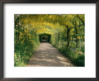Laburnum Walk In Wilderness Gardens, Hampton Court, Greater London, England, United Kingdom by Walter Rawlings Pricing Limited Edition Print image