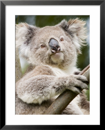 Koala, Ottway National Park, Victoria, Australia by Mark Mawson Pricing Limited Edition Print image