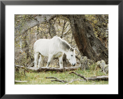 Wild Horses, El Calafate, Patagonia, Argentina, South America by Mark Chivers Pricing Limited Edition Print image