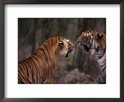 Tigers Snarling, Ranthambhore National Park (Panthera Tigris) India by Anup Shah Pricing Limited Edition Print image