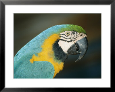 Close View Of A Macaw by Nick Caloyianis Pricing Limited Edition Print image