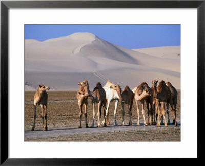 Wild Camels And Sand Dunes In Empty Southeast Quarter Of Qatar, Jarayan Al Batnah, Qatar by Mark Daffey Pricing Limited Edition Print image