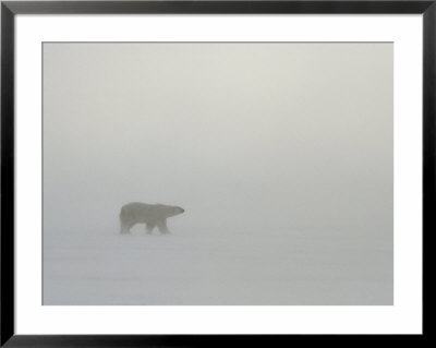 A Polar Bear Sniffs For Prey In A Frigid Wind In A Near White-Out by Norbert Rosing Pricing Limited Edition Print image