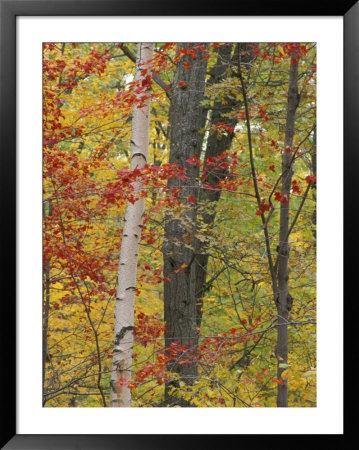 Fall In A Mixed Deciduous Forest In Litchfield Hills, Kent, Connecticut, Usa by Jerry & Marcy Monkman Pricing Limited Edition Print image