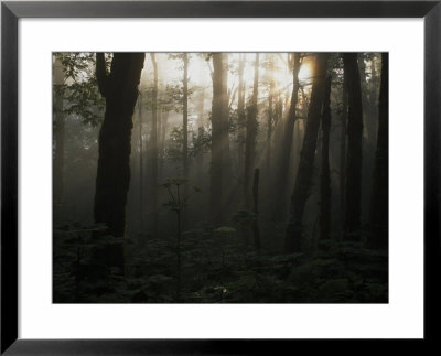 Mt. Hood National Forest Near Larch Mountain In The Early Morning, Oregon by Phil Schermeister Pricing Limited Edition Print image
