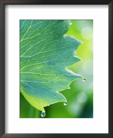 Water Droplets On Leaf by Lynn Keddie Pricing Limited Edition Print image