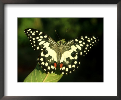 Common Lime, India by Satyendra K. Tiwari Pricing Limited Edition Print image