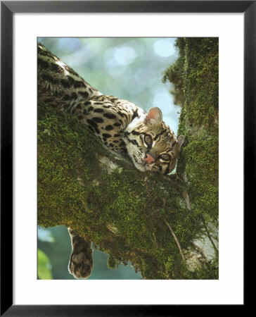 Ocelotfelis Pardaliscentral America by Alan And Sandy Carey Pricing Limited Edition Print image