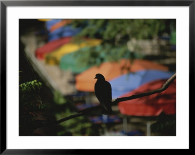 A Silhouetted Pigeon Surveys The Colorful Umbrellas Of The Riverwalk by Stephen St. John Pricing Limited Edition Print image