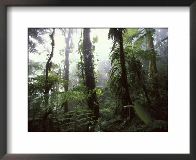Monteverde Cloud Forest, Costa Rica by Stuart Westmoreland Pricing Limited Edition Print image