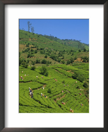 Tea Pickers At Work, Pedro Estate, Nuwara Eliya, Sri Lanka, Asia by Upperhall Ltd Pricing Limited Edition Print image