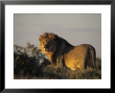 Lion, (Panthera Leo), Etoscha National Park, Namibia by Thorsten Milse Pricing Limited Edition Print image