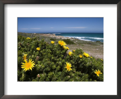 Flower Gombos, (Oedera Uniflora), Cape Of The Good Hope, Capetown, South Africa by Thorsten Milse Pricing Limited Edition Print image