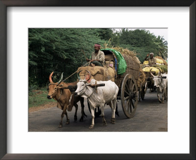 Bullock Carts Are The Main Means Of Transport For Local Residents, Tamil Nadu State, India by R H Productions Pricing Limited Edition Print image