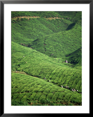 Tea Plantation, W. Malaysia by Harold Taylor Pricing Limited Edition Print image