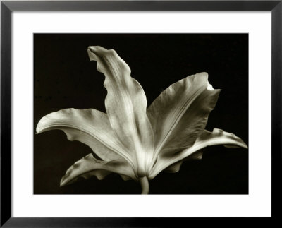Plants, Leaves by Cheryl Clegg Pricing Limited Edition Print image