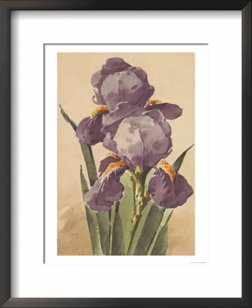 Purple Iris by Elizabeth Garrett Pricing Limited Edition Print image