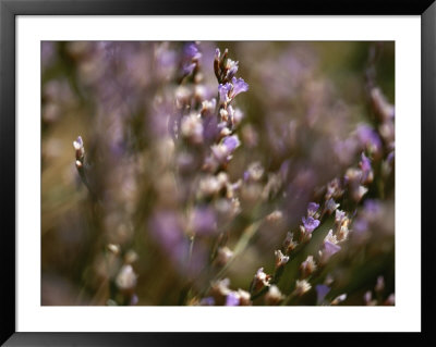 Close View Of Purple Wildflowers by Mattias Klum Pricing Limited Edition Print image