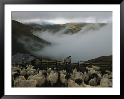A Shepherd Tends His Flock In The Mountain Summer Pastures by Randy Olson Pricing Limited Edition Print image