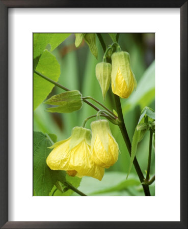 Abutilon, Canary Bird (Flowering Maple) by Mark Bolton Pricing Limited Edition Print image