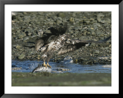 Swooping Down, A Northern American Bald Eagle Clenches A Salmon In Its Talons by Norbert Rosing Pricing Limited Edition Print image