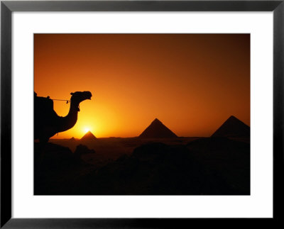 Camels And Pyramids At Sunset, Cairo, Egypt by Casey Mahaney Pricing Limited Edition Print image