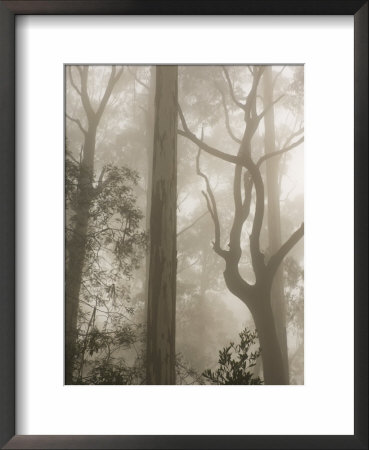 Mountain Ash Forest And Morning Fog, Mount Macedon, Victoria, Australia by Jochen Schlenker Pricing Limited Edition Print image