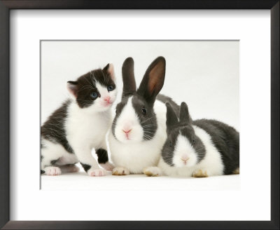 Black-And-White Kitten Smelling Grey-And-White Rabbits by Jane Burton Pricing Limited Edition Print image