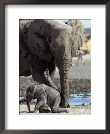 African Elephant Female Helping Baby (Loxodonta Africana) Etosha National Park, Namibia by Tony Heald Pricing Limited Edition Print image