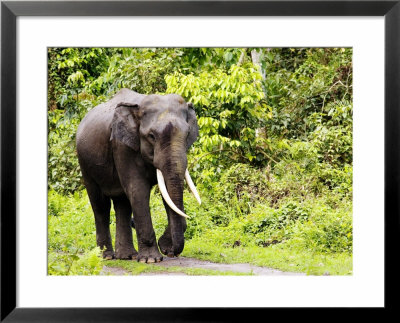 Asian Elephant, Male Walking On Track, Assam, India by David Courtenay Pricing Limited Edition Print image
