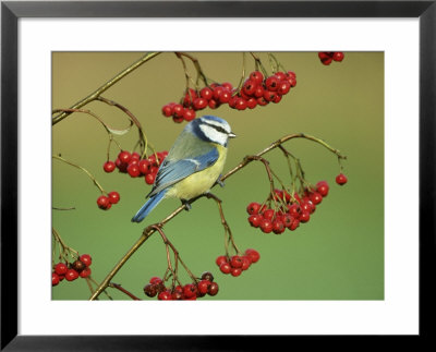 Blue Tit, Perched On Berries by Mark Hamblin Pricing Limited Edition Print image