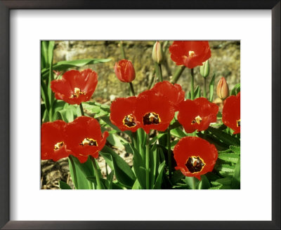 Tulipa Red Shine by Mark Bolton Pricing Limited Edition Print image