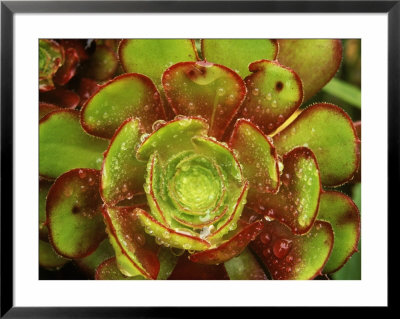 Aeonium Atropurpureum, Fleshy Lime Green Plant With Dark Red Tips by Mark Bolton Pricing Limited Edition Print image