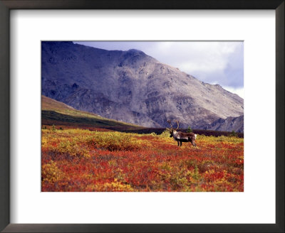 Caribou In Denali With Fall Tundra, Alaska, Usa by Howie Garber Pricing Limited Edition Print image